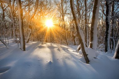  karlı güneşli sabah ormanda. 
