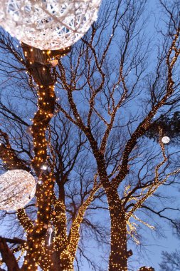 Işıklarla süslenmiş ağaçlar