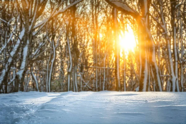 Verschneiter Wald am sonnigen Morgen. — Stockfoto