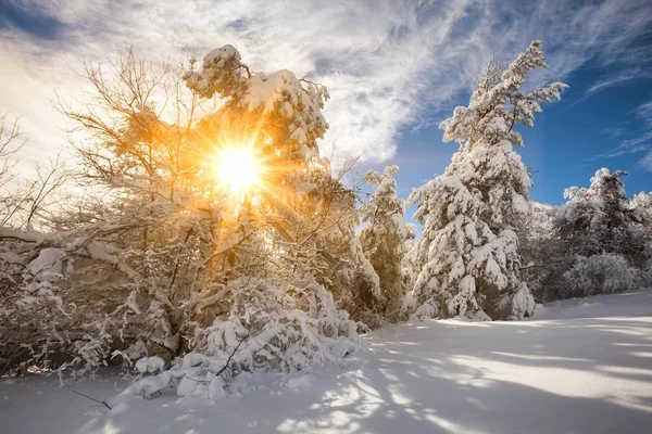 Verschneiter Wald am sonnigen Morgen. — Stockfoto