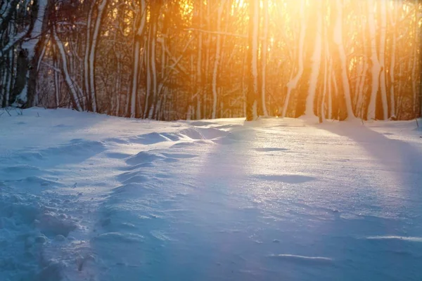 Verschneiter Wald am sonnigen Morgen. — Stockfoto