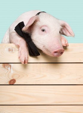 bir çit asılı piglet hayvan