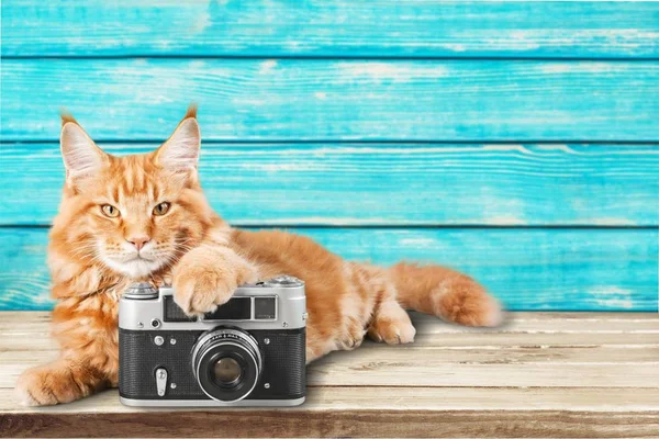 Entzückende rote Katze mit Kamera — Stockfoto