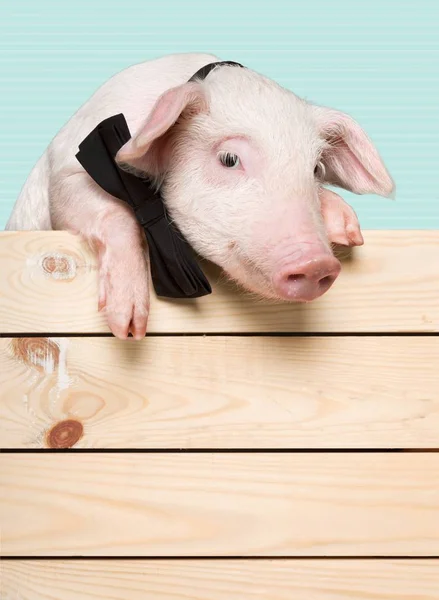 돼지 동물 울타리에 매달려 — 스톡 사진