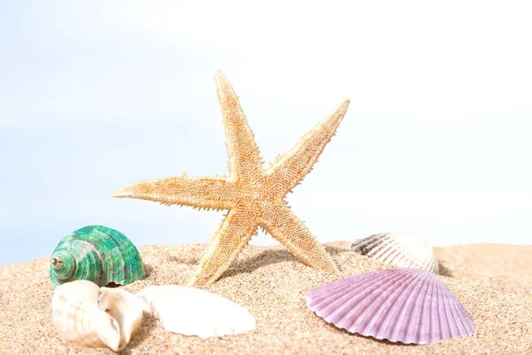 Раковины в песке на пляже — стоковое фото