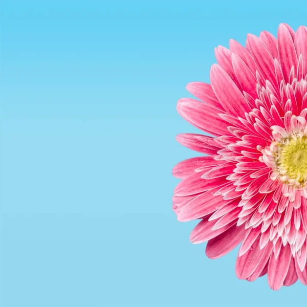 Pink Pretty flower — Stock Photo, Image