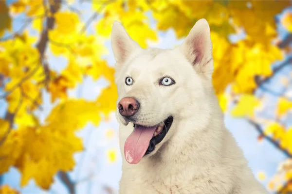 White Siberian husky — Stock Photo, Image