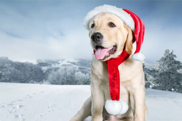 Labrador retriever com chapéu de Papai Noel — Fotografia de Stock