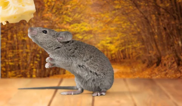Gray mouse animal  and cheese — Stock Photo, Image