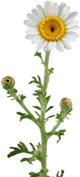 在白色背景上的 chamomiles — 图库照片