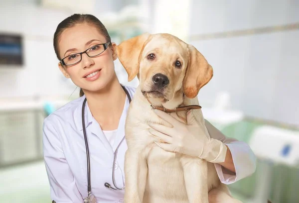 Doctora con paciente de perro — Foto de Stock
