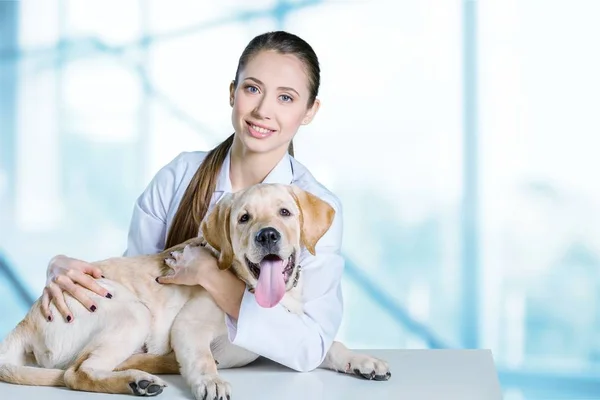 Köpek hasta ile kadın doktor — Stok fotoğraf