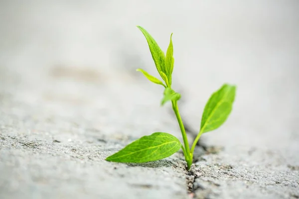 Groei van het nieuwe leven — Stockfoto