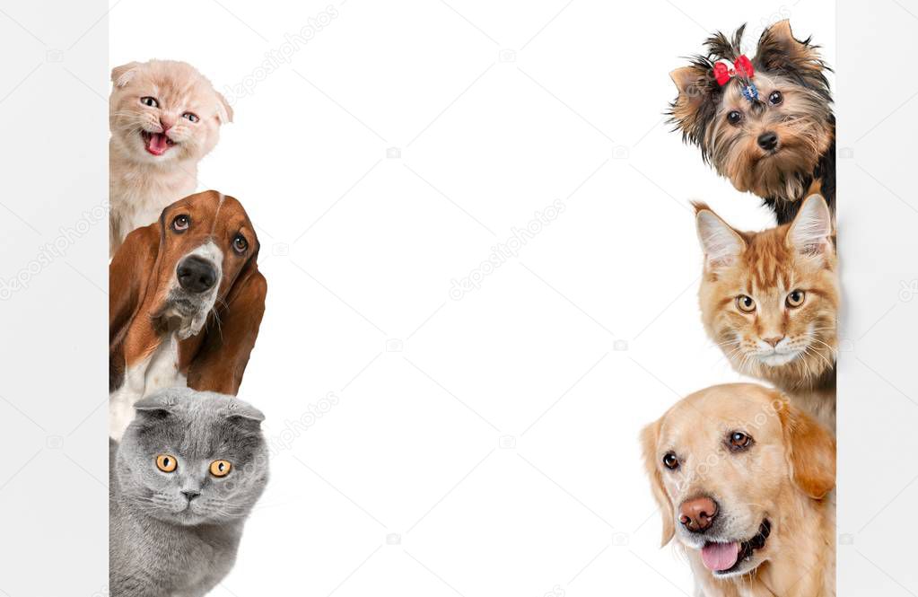 Various cats and dogs