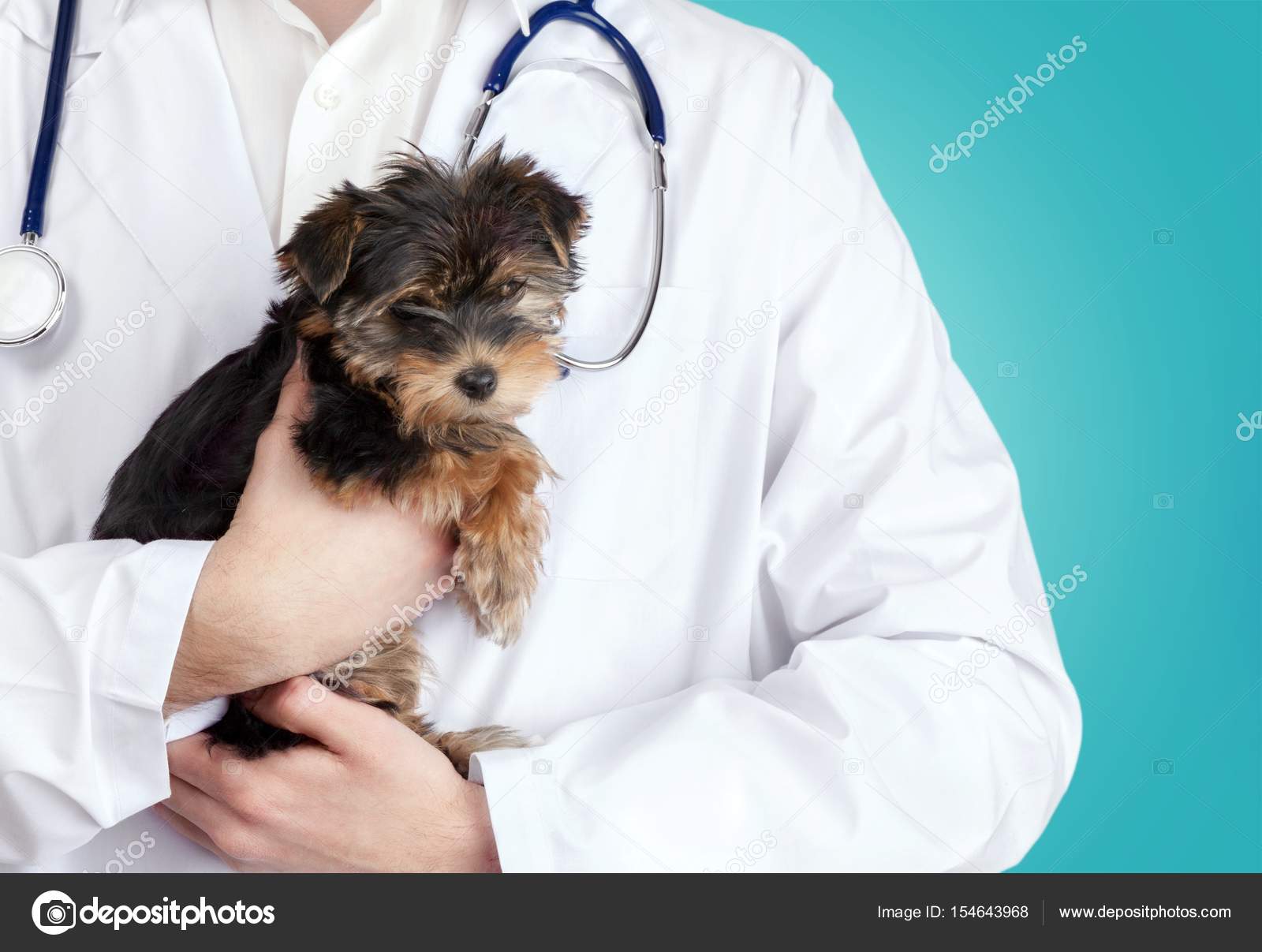 Hund beim Tierarzt untersucht — Stockfoto © billiondigital 154643968