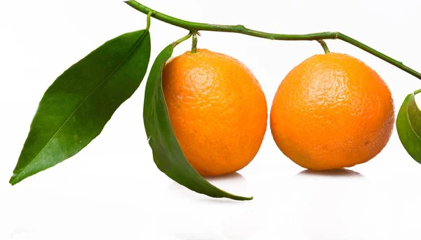 Апельсини з листям на гілці — стокове фото
