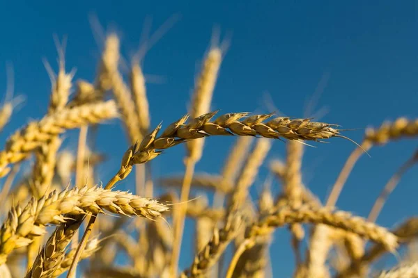Uši pšenice v oboru — Stock fotografie