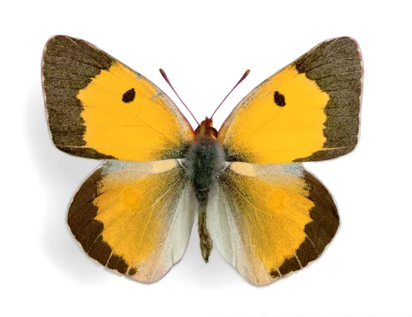 귀여운 나비 동물 — 스톡 사진