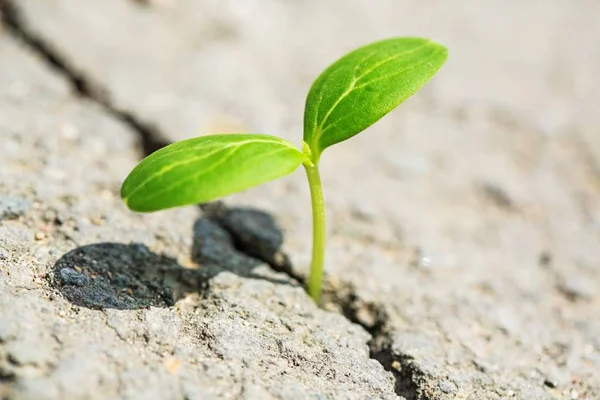 Lilla planta växer ur asfalt — Stockfoto