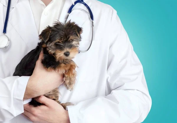 Cão examinado no médico veterinário — Fotografia de Stock