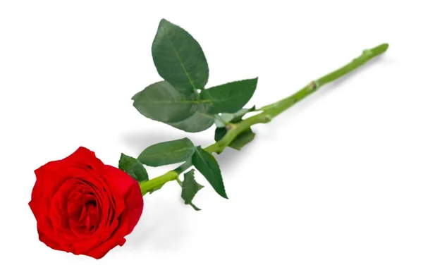 Beautiful rose on white — Stock Photo, Image