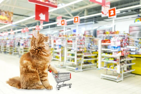 red cat with shopping cart
