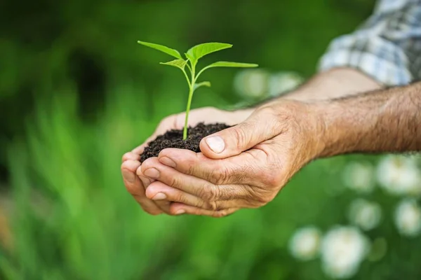 Planta verde com solo em mãos humanas — Fotografia de Stock