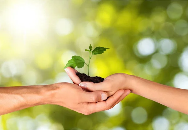 Ruce drží malý zelených rostlin — Stock fotografie