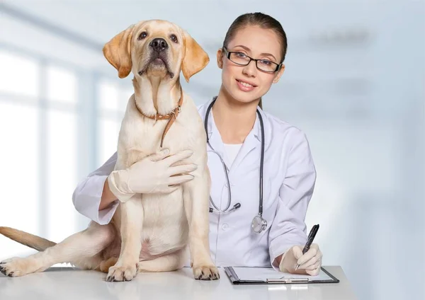 Ärztin mit Hundepatientin — Stockfoto
