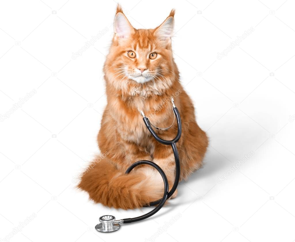 Cat with a stethoscope on his neck. ??? Stock Photo ?? billiondigital