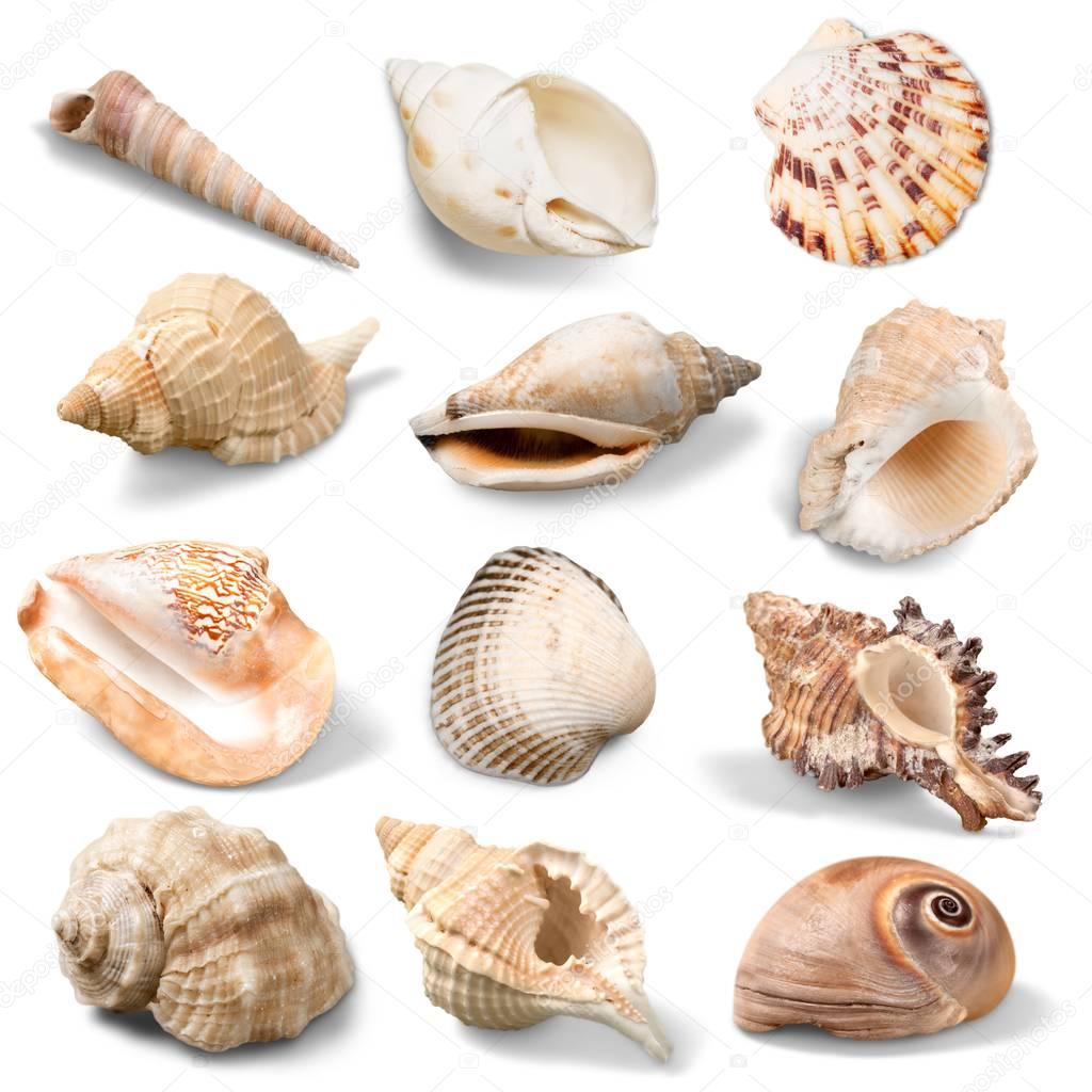 sea shells collection 