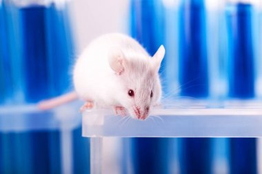 white laboratory rat clipart