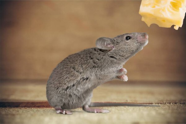 gray mouse animal  and cheese 