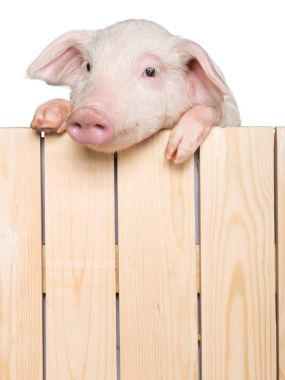bir çit asılı piglet hayvan