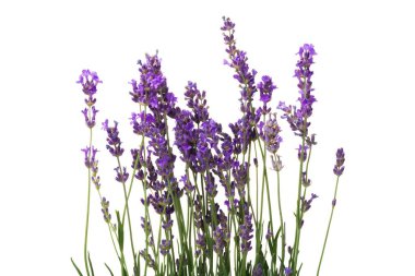 lavande çiçek demet
