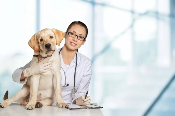 Vrouwelijke arts met hond patiënt — Stockfoto