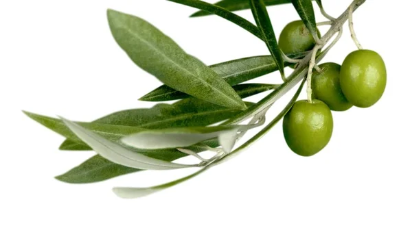 Зеленые оливки с веткой — стоковое фото