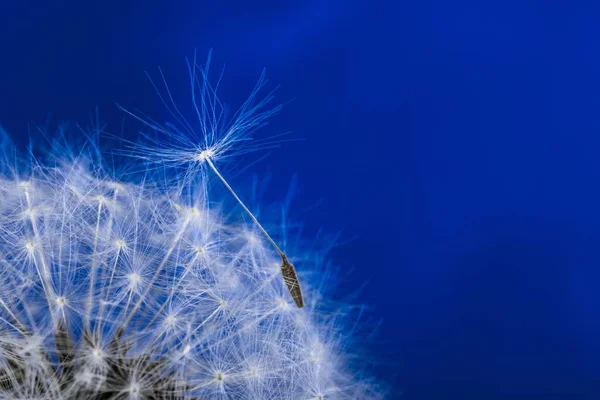 花びらを吹くとタンポポ — ストック写真