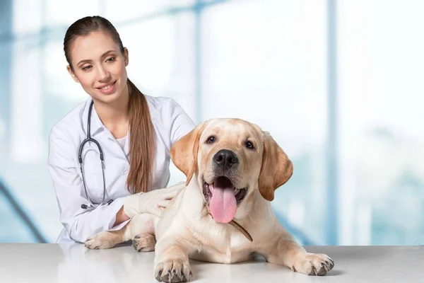 Arts met stethoscoop en schattige hond — Stockfoto