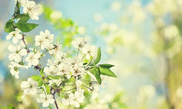 Flores de cerezo florecientes — Foto de Stock