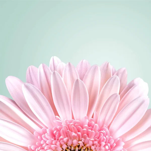 Pink gerbera flower — Stock Photo, Image