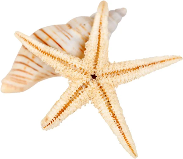 Морська зірка і оболонка ізольовані — стокове фото
