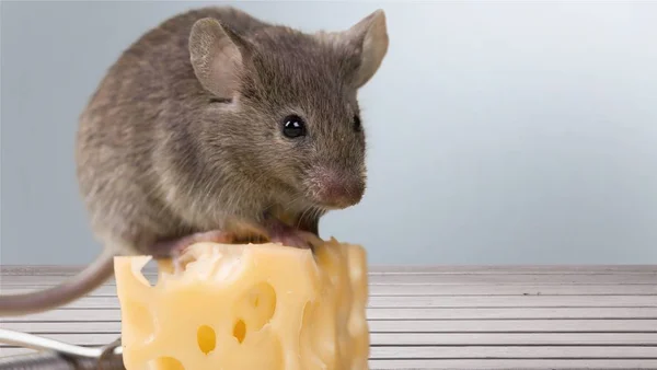 Grijze muis dier en kaas — Stockfoto