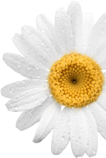 White sensitive flower — Stock Photo, Image