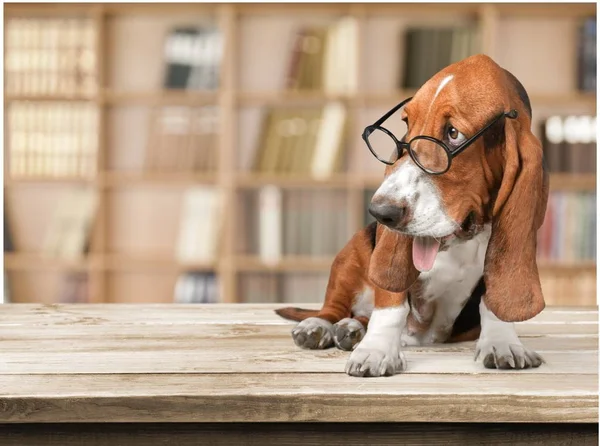 Basset Hound dog — Stockfoto