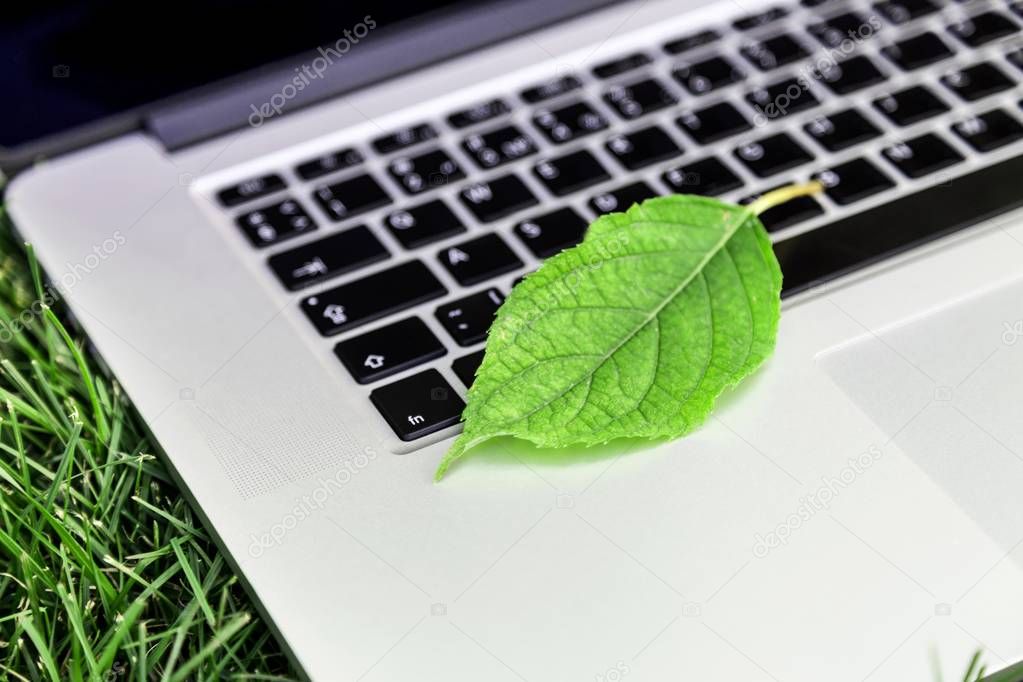 Leaf on laptop keyboard