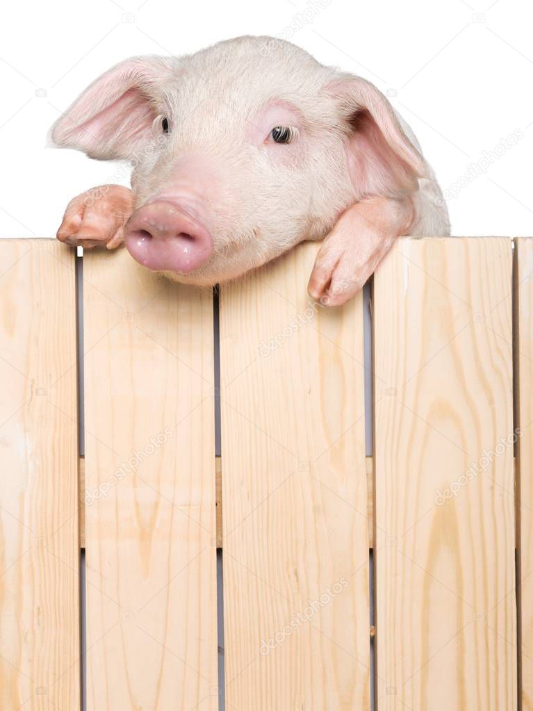 piglet animal hanging on a fence