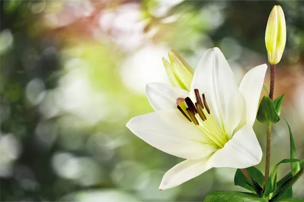 Beautiful white lily — Stockfoto