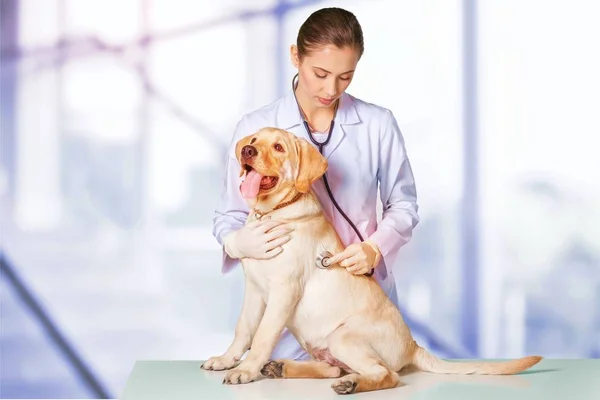 Kvinnliga läkare med hund patient — Stockfoto