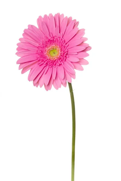 Gerbera rózsaszín virág — Stock Fotó